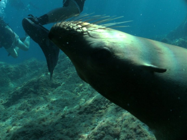 Interactuando con lobos